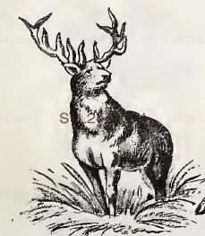 ANIMAL_0150
